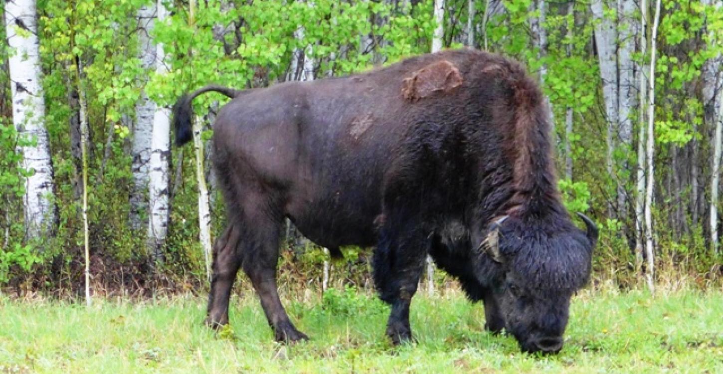 Mackenzie Wood Bison Photo: Susan Beaumont, WRRB Mackenzie Wood Bison Photo: Susan Beaumont, WRRB
