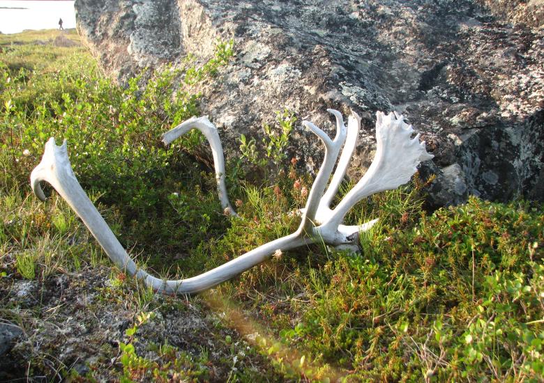 Caribou antlers on the barrens. Photo credit: WRRB