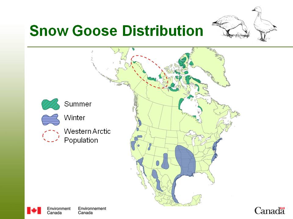 WRRB Supports Proposal to Increase Harvest of Western Arctic Lesser