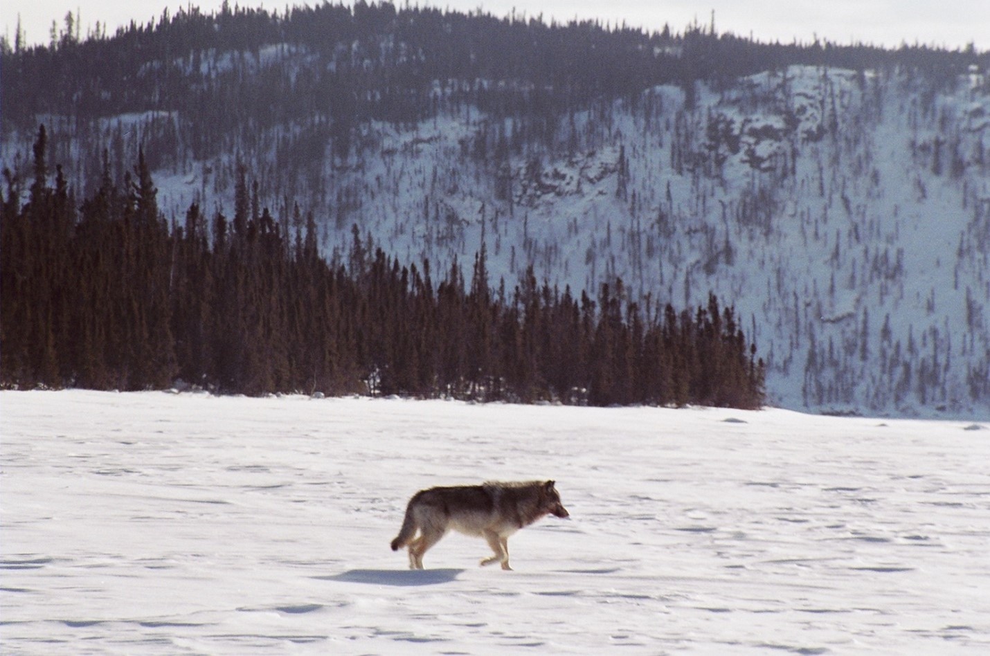 Tundra wolf. Photo Credit Anne Gunn, ENR, 2004.