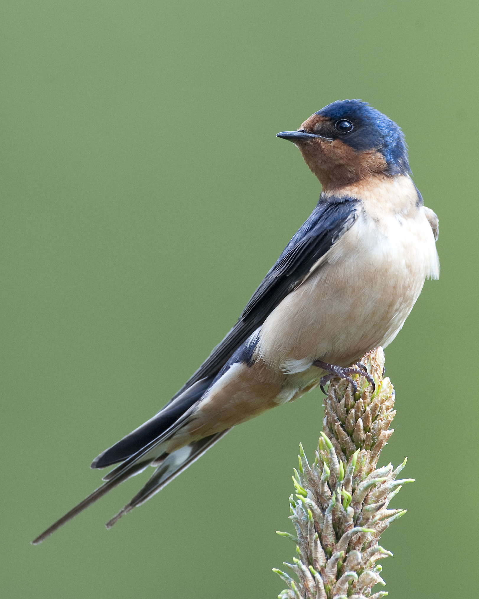 Barn Swallow