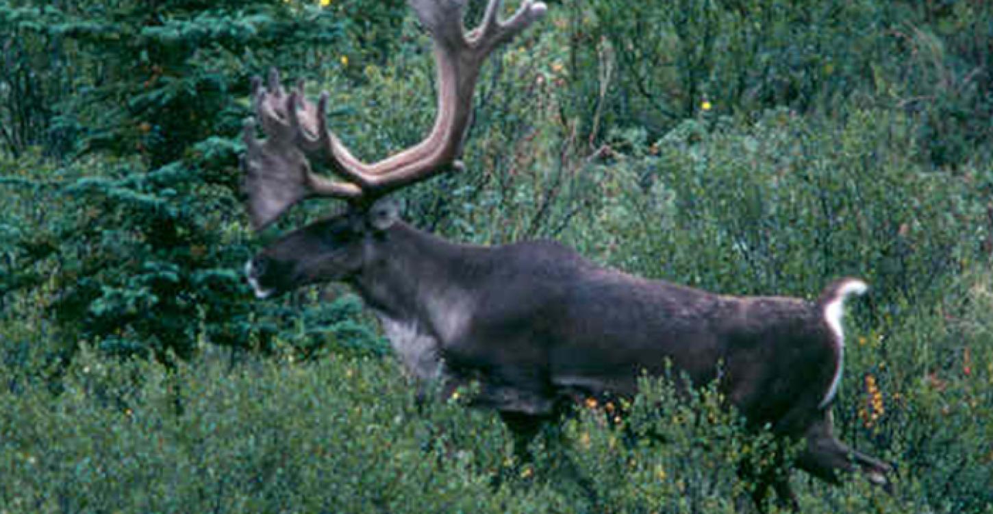 Boreal Caribou