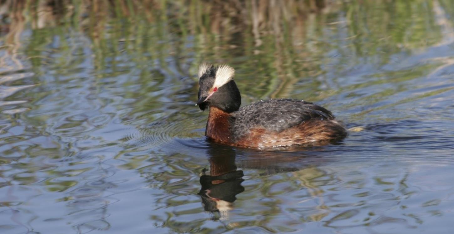 Horned Grebe; Provided by ECCC