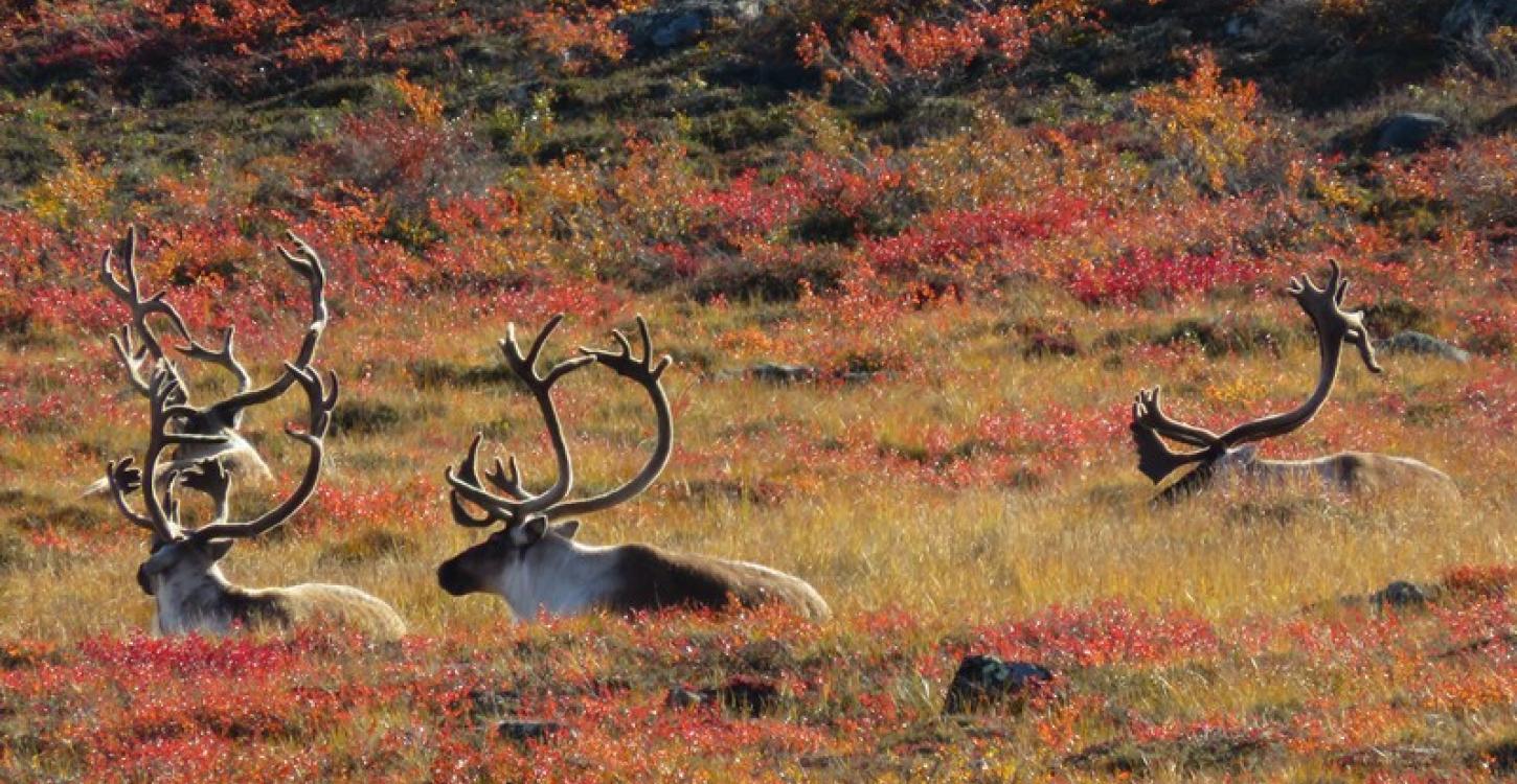 Barren-ground caribou (Photo:  Catherine Graydon)