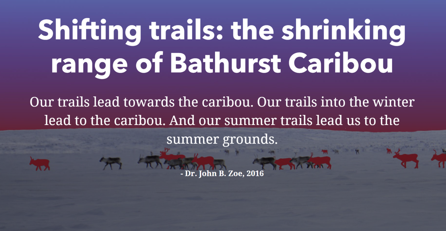 Shifting Trails: The Shrinking Range of Bathurst Caribou