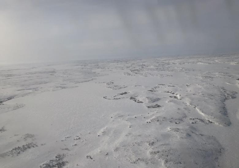 The WRRB did not approve the GNWT Department of Environment and Natural Resources moving forward with a reconnaissance survey for Kǫ̀k’èetı̀ Ekwǫ̀ this June. During its February board meeting, Board Members maintained that the survey will introduce unnecessary noise disturbance while the ɂekwǫ are calving. WRRB file photo