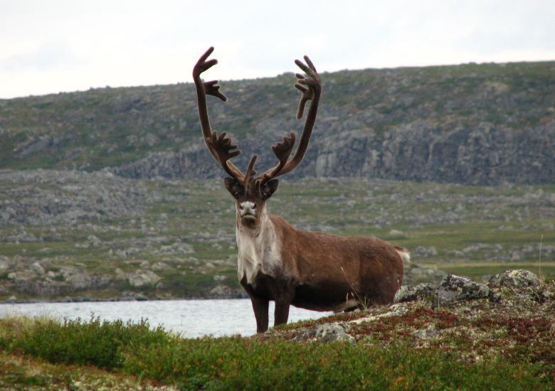 The WRRB accepted a recommendation from the Bathurst Caribou Advisory Committee's (BCAC) annual status review which states that Kǫk’èetı ekwǫ̀ (bathurst caribou) numbers are at historic low numbers. Photo by Andy Krisch/ENR
