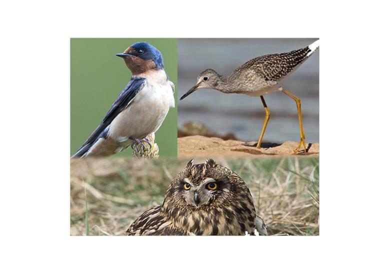 The WRRB recently approved three status re-listings of migratory birds. Photos by Gordon Court and Government of Canada.