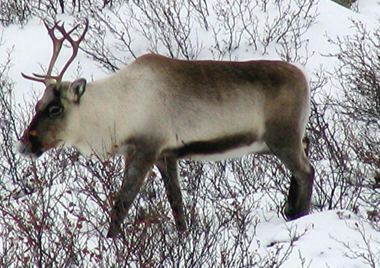 Kǫ̀k’èetı̀ Ekwǫ̀ (Bathurst caribou) remain in a critical-low state according to the Bathurst Caribou Advisory Committee. WRRB staff attended the January BCAC meeting where the status was decided upon. A draft action management plan is expected to be presented to the Board later this year.  Anne Gunn/GNWT-ENR